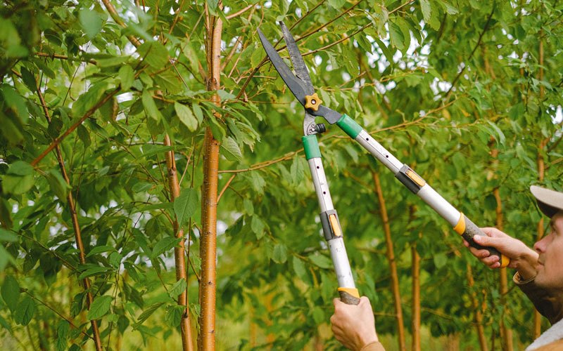 Tree trimming in Buckeye, WV